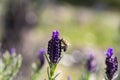 Beautiful lavenders blooming. Lavandula stoechas French lavender, Spanish lavender, Topped lavender Royalty Free Stock Photo