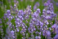 Beautiful lavenders close up in the garden with blurred lavender