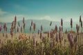 Beautiful Lavenders