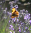 Beautiful lavenders in a field