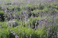 Beautiful lavenders in a field