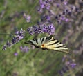 Beautiful lavenders in a field