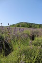 Beautiful lavenders in a field