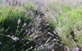 Beautiful lavenders in a field