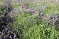 Beautiful lavenders in a field