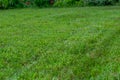 Beautiful lawn with lush green grass, closeup Royalty Free Stock Photo