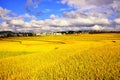 Terrace at guizhou china Royalty Free Stock Photo