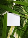 Beautiful Layout Made of Tropical Green Leaves and Empty White Paper Card For Copy Space. Minimal Natural Background