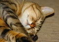 Beautiful adult tabby cat yawning lazy