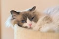 Beautiful lazy long-haired cat lying on a cushion