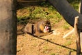 A beautiful leader of group of mandrill monkeys lying on the ground. He enjoys a well deserved rest