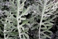 Leaf of Artemisia stelleriana, Getty Center garden Royalty Free Stock Photo