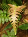 a beautiful leaf from the Atlantic forest Royalty Free Stock Photo