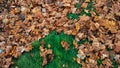 Beautiful leaf background in autumn, on green grass fallen brown leaves of trees, in November the city in the park. Royalty Free Stock Photo