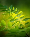 Beautiful leaf of black locust Royalty Free Stock Photo