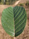 A beautiful leaf with clear venation