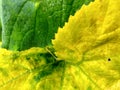 beautiful leaf color photo