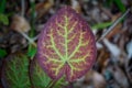 Beautiful leaf of Epimedium Colchicum plant Royalty Free Stock Photo