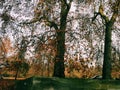 beautiful leaf fall in autumn