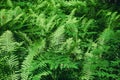 Beautiful leaf fern texture. Background of green foliage of natural floral fern on a sunny day Royalty Free Stock Photo