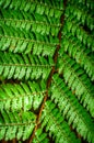 Beautiful leaf of Fern with water drops close-up Royalty Free Stock Photo