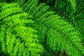 Beautiful leaf of Fern with water drops close-up Royalty Free Stock Photo