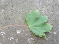 Beautiful leaf on the ground in the city of Heusenstamm in Germany