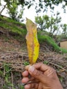 A beautiful leaf in the hand Royalty Free Stock Photo