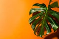 Beautiful leaf of Monstera on orange background. Monstera in a modern interior. Minimalism concept Royalty Free Stock Photo