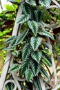 Beautiful leaf pattern of Cissus Discolor, a climbing tropical plants, also known as Cissus Javana Royalty Free Stock Photo