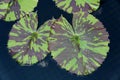 Beautiful leaf pattern of Tropical Day-Flowering Waterlily plant