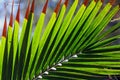 Livistona decora, Palm tree leaf