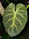A beautiful leaf of Philodendron Verrucosum dark form, a popular houseplant