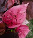 Beautiful leaf - pink colour crotan plants lef Royalty Free Stock Photo