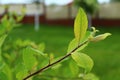 Beautiful leaf in romania , my trip Royalty Free Stock Photo