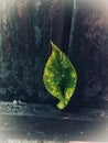 Beautiful leaf