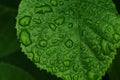 Beautiful leaf texture close up. green leaf in drops of water after rain. macro photography with selective focus Royalty Free Stock Photo