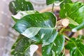 Beautiful leaf of tropical `Philodendron White Princess` houseplant with white variegation