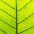 The beautiful leaf veins of the giant leaf of the giant elephant ear or Colocasia gigantea