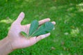 A beautiful leaf on your hand, save world save life Royalty Free Stock Photo