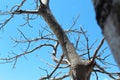 Beautiful Leafless Tree Against Clear Blue Sky Background During A Hot Summer Day Royalty Free Stock Photo