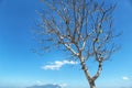 Beautiful Leafless Tree Against Clear Blue Sky Background During A Hot Summer Day Royalty Free Stock Photo