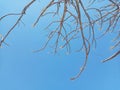 Beautiful Leafless Tree Against Clear Blue Sky Background During A Hot Summer Day Royalty Free Stock Photo