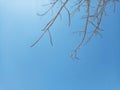 Beautiful Leafless Tree Against Clear Blue Sky Background During A Hot Summer Day Royalty Free Stock Photo