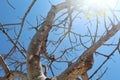 Beautiful Leafless Tree Against Clear Blue Sky Background During A Hot Summer Day Royalty Free Stock Photo