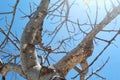 Beautiful Leafless Tree Against Clear Blue Sky Background During A Hot Summer Day Royalty Free Stock Photo