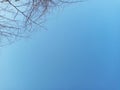 Beautiful Leafless Tree Against Clear Blue Sky Background During A Hot Summer Day Royalty Free Stock Photo