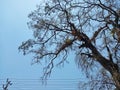 Beautiful Leafless Tree Against Clear Blue Sky Background During A Hot Summer Day Royalty Free Stock Photo