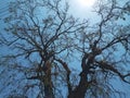 Beautiful Leafless Tree Against Clear Blue Sky Background During A Hot Summer Day Royalty Free Stock Photo