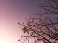 Beautiful Leafless Tree Against Clear Blue Sky Background During Sunset Hours Royalty Free Stock Photo